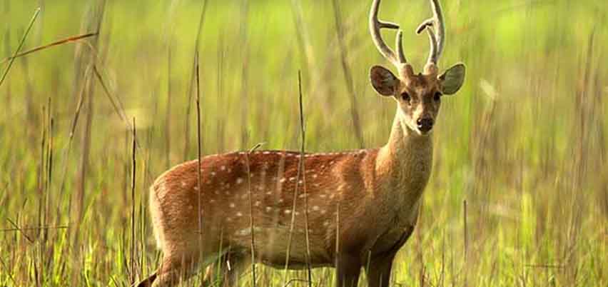 Chandra Prabha Wildlife Sanctuary, travel guide