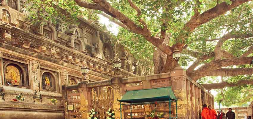 Mahabodhi tree, Varanasi Travel